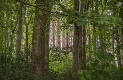 Trees in forest