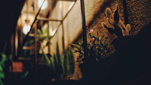 Close-up of plants on window at night