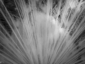 Full frame shot of wheat field