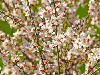 Close-up of flowers on tree