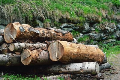 Stack of logs in forest