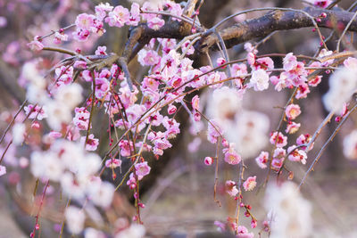 Close-up of pink cherry blossom