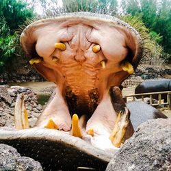Close-up of elephant in water