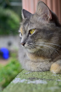 Close-up of a cat looking away