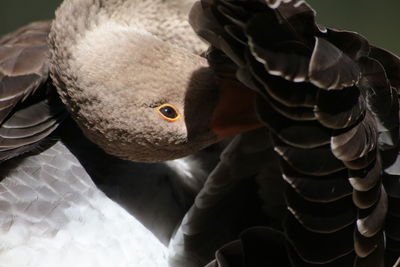 Close up of bird