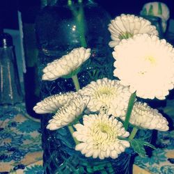 Close-up of white flowers