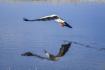 Bird flying over lake