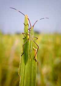 Close-up of grasshopper on plant