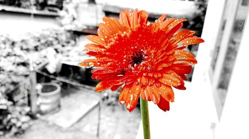 Close-up of red flower blooming outdoors