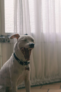 Close-up of dog sitting at home