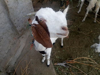 High angle view of goat standing in farm