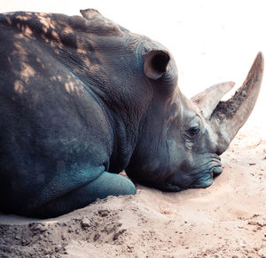 Close-up of elephant