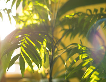 Close-up of palm leaves