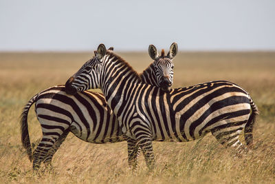 Zebra standing on field