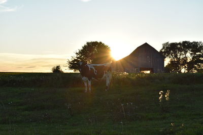 Cows in field against sky during sunset