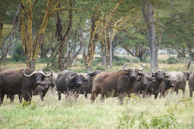 Cape buffalo in a field