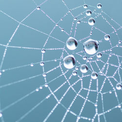 Close-up of spider on web