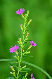 Close-up of pink flowering plant