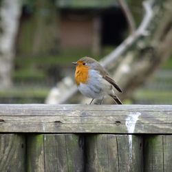 Bird perching on wooden wall