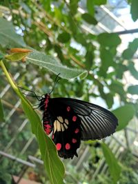 Butterfly on leaf