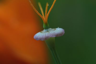 macro photography