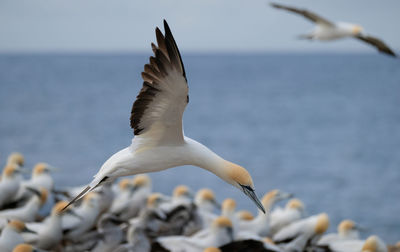 Seagull flying over sea