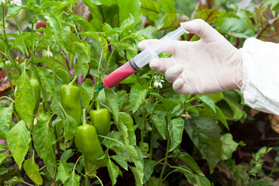 Close-up of woman working on plant