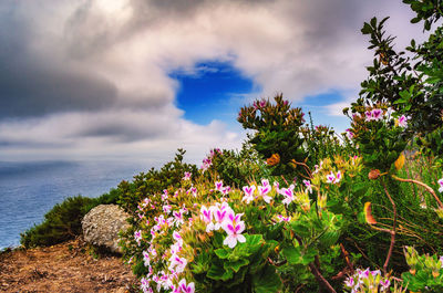 Flowers blooming on tree by sea against sky