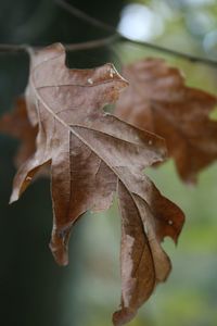 Close-up of dry maple leaves