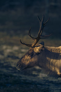 Close-up of deer