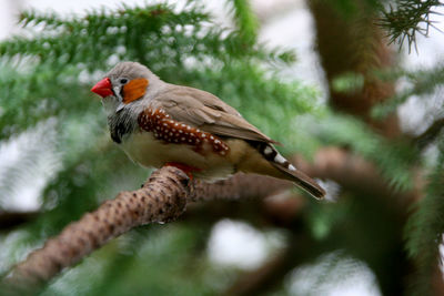 Close-up of bird perching on branch