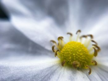 Close-up of insect on yellow flower