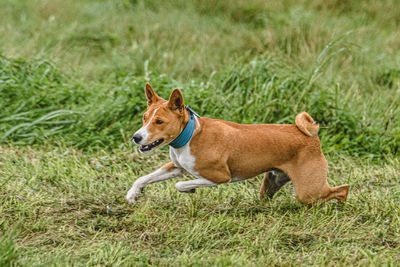 Dogs on grassy field