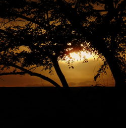 Silhouette of trees at sunset