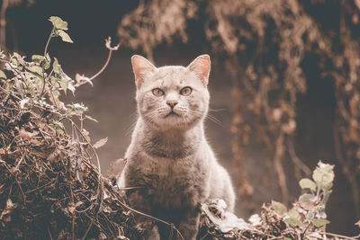 Portrait of a cat