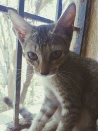 Close-up portrait of cat