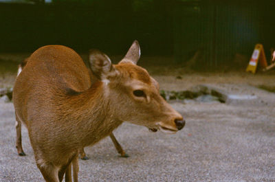 Deer standing on field