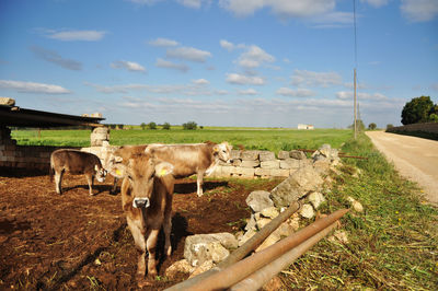 Cows on field against sky