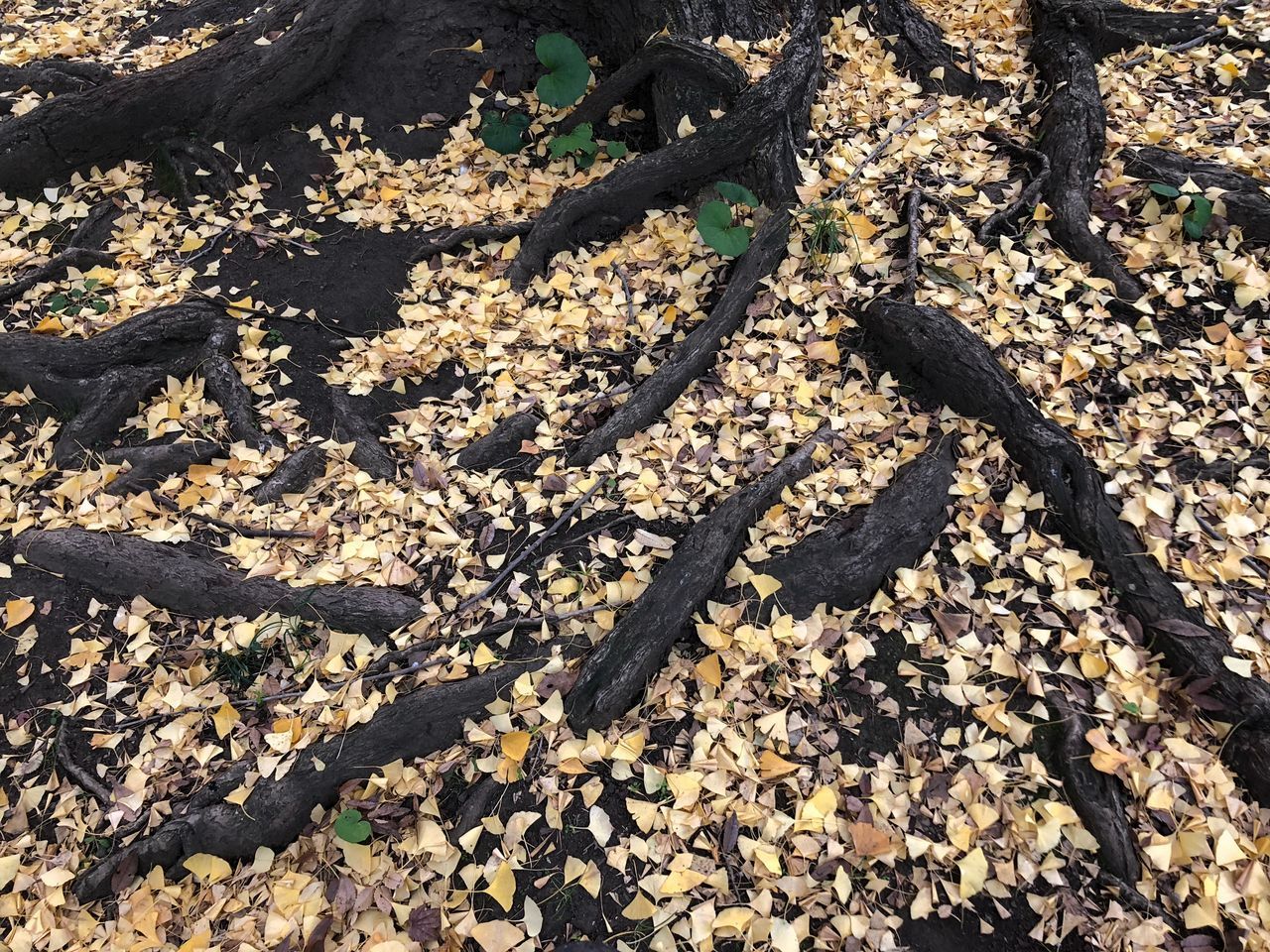 HIGH ANGLE VIEW OF LEAVES ON TREE IN FOREST