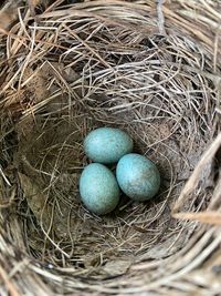 High angle view of bird in nest