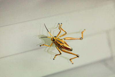 Orange. yellow and red eastern lubber grasshopper romalea microptera also called romalea guttata 