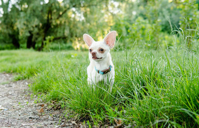 Portrait of a dog on field