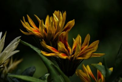 Close-up of yellow flower