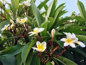 Close-up of white flowers