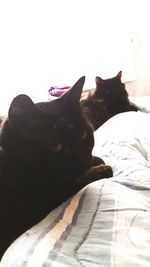 pets