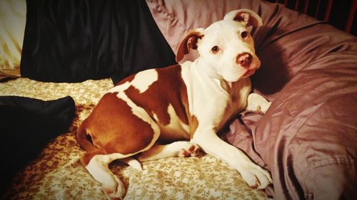 Portrait of dog resting on sofa