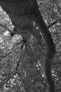 Shadow of tree on branch