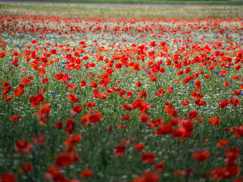 Close-up of red poppy flowers on field