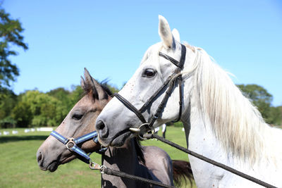 Close-up of horse standing on field