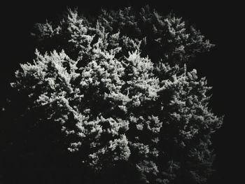 Close-up low angle view of tree against sky